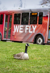 A goose sits in the grass near a Ball State bus