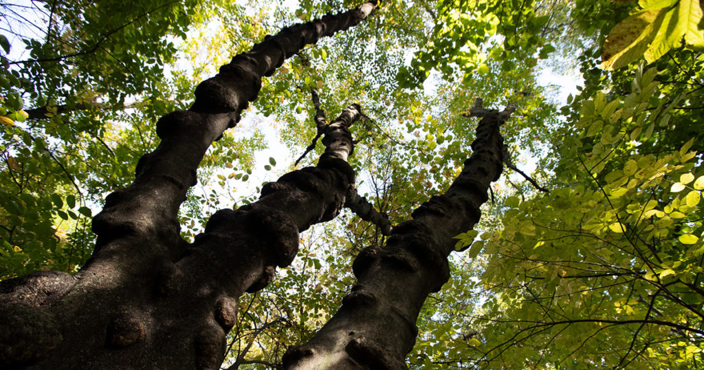 Looking up a tree in Christy Woods.