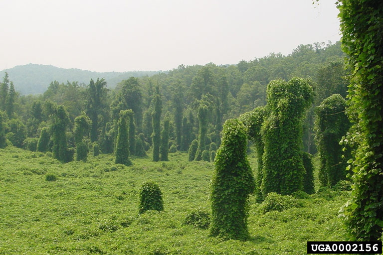 kudzu